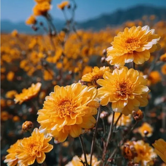 stitchblooms